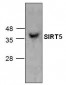 SIRT5 antibody